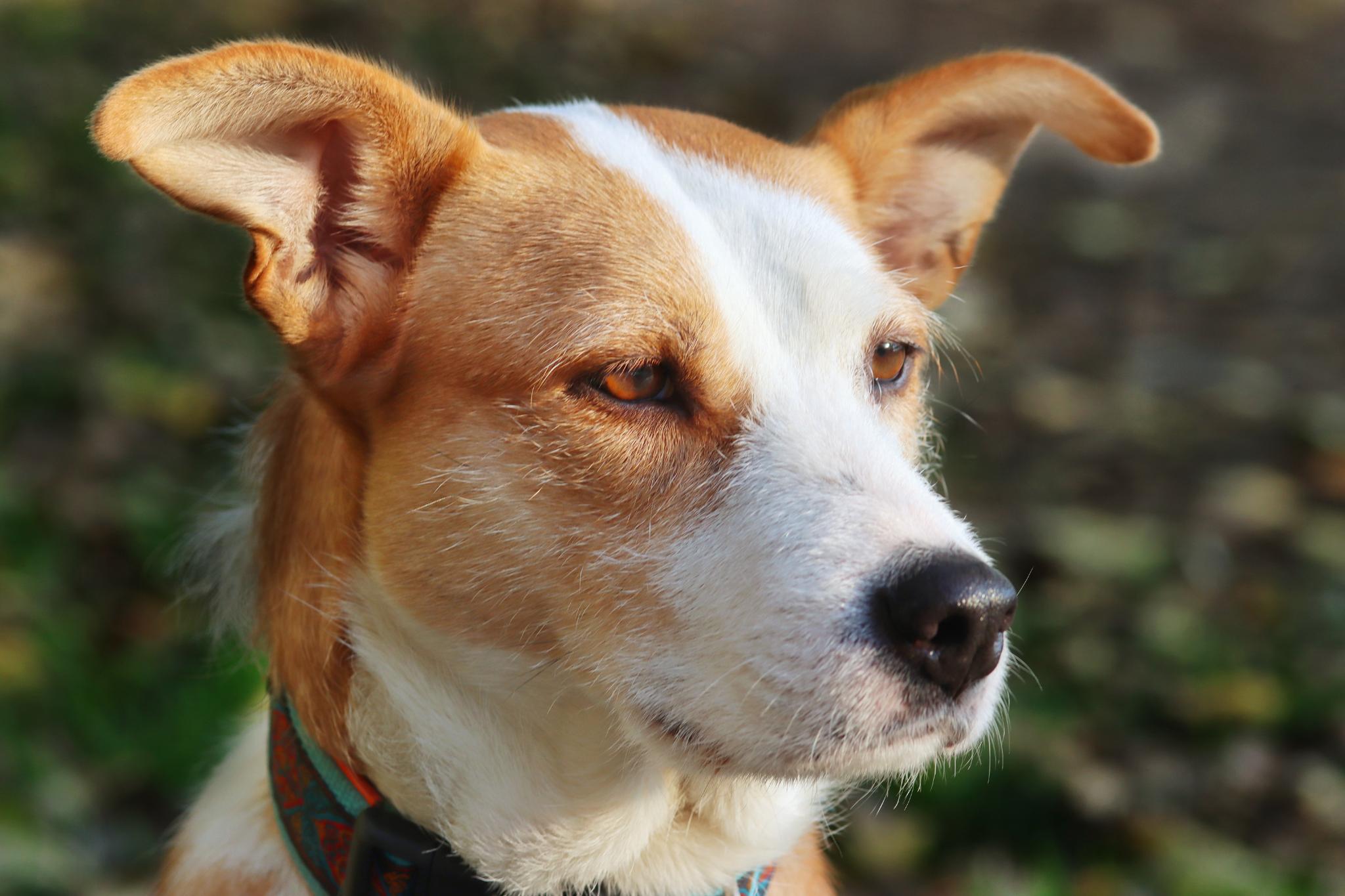 Kopf von Hund Jule im Halbprofil