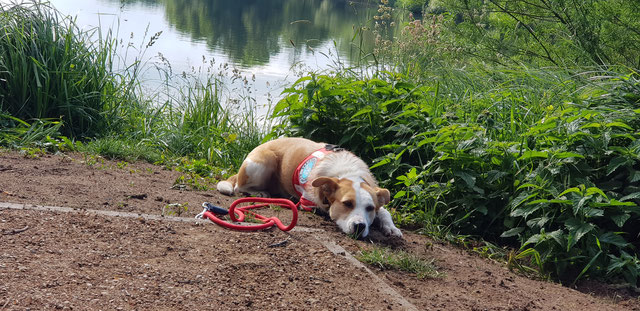 Hund Jule liegt auf dem Boden, die Leine liegt neben ihr. Im Hintergrund sind Pflanzen, dahinter Wasser.