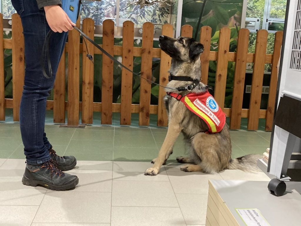 Vor einer Frau sitzt ein Hund. Er schaut sie aufmerksam an.