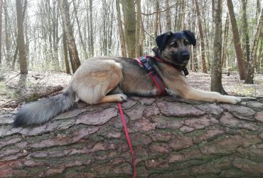 Ein Hund liegt auf einem Baumstamm im Wald.
