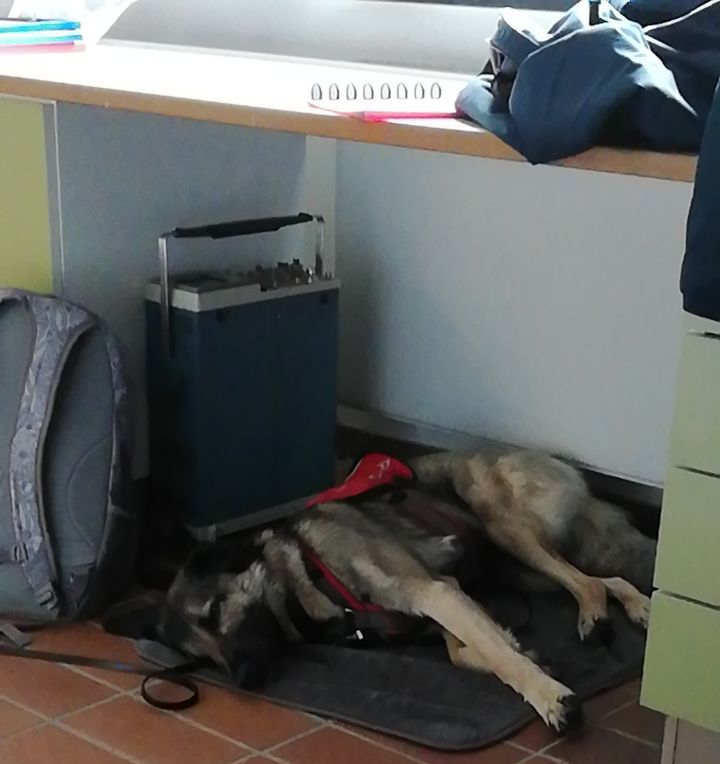 Hund liegt schlafend unter einem Tisch.