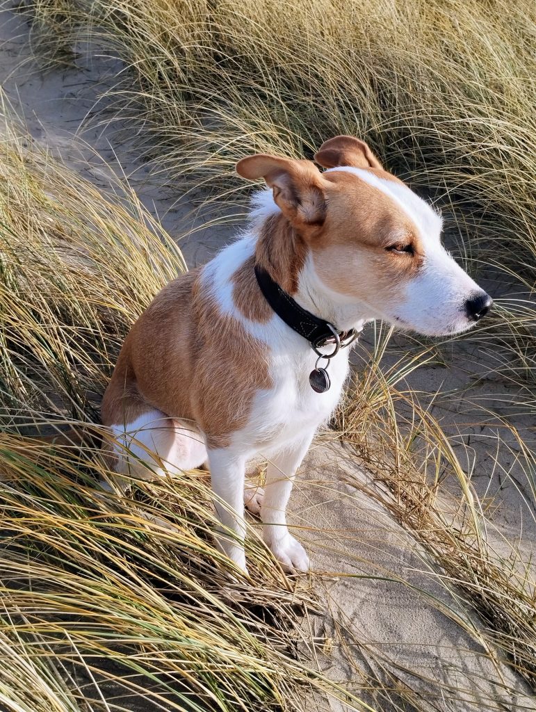 Hund Jule sitzt in den Dünen.