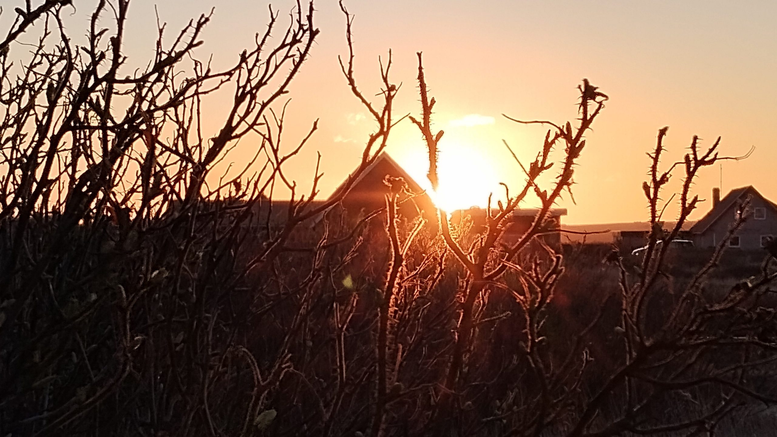 Häuser vor einem Himmel mit Sonnenuntergang. Davor dornige Büsche.